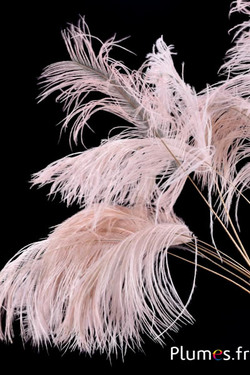 Panicule struisvogel gouden schacht - 30-40 cm - roze beige